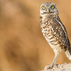 Burrowing Owl